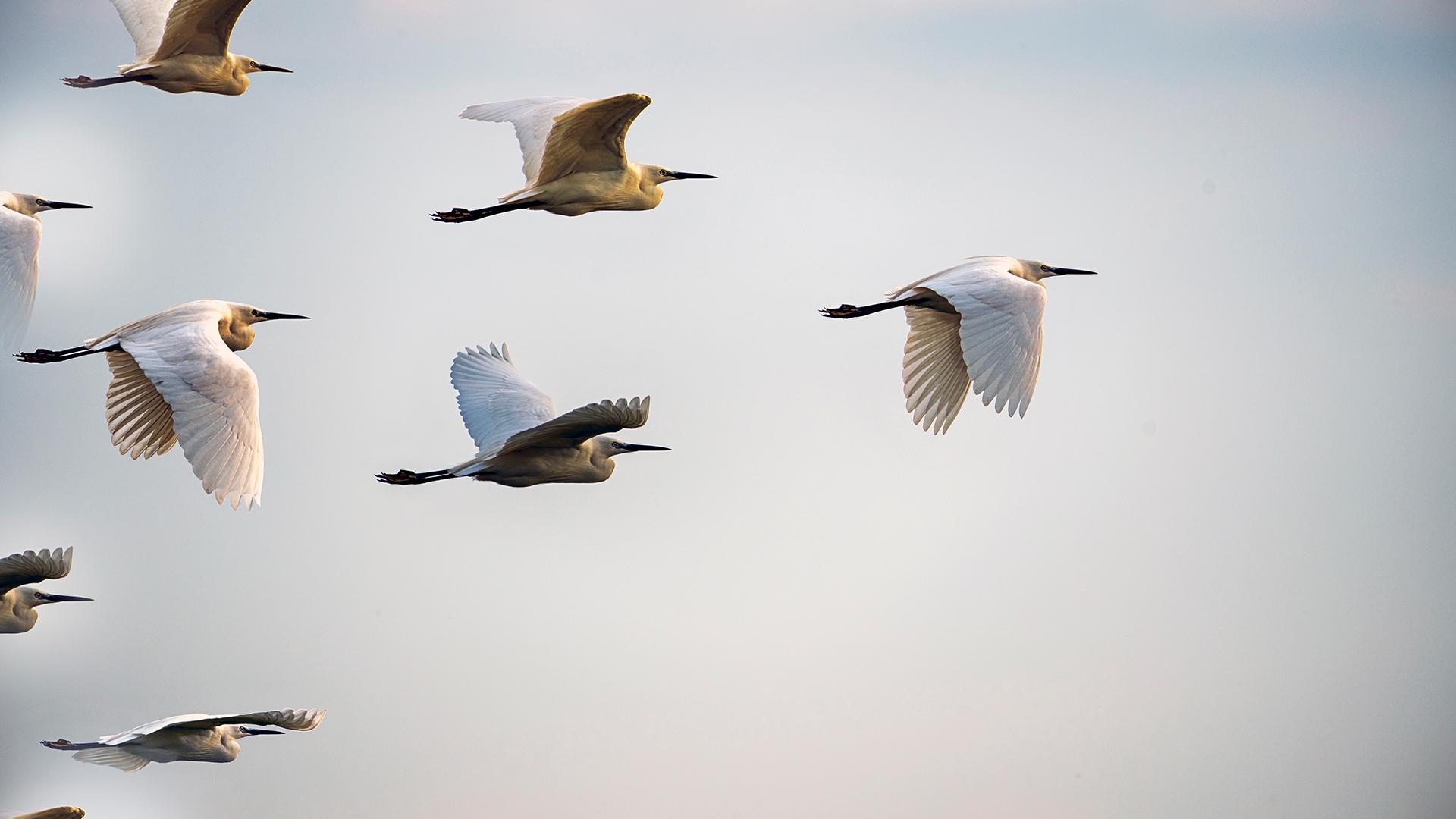 Group of birds flying together under clear skies.