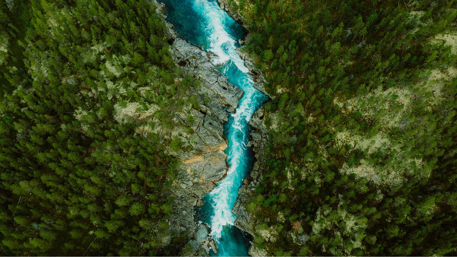A gushing river flowing through a dense green forest.
